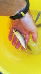 Trachurus