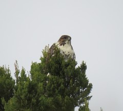 Buteo albigula