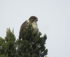 Buteo albigula