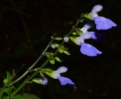 Salvia languidula