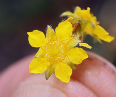 Ivesia lycopodioides scandularis