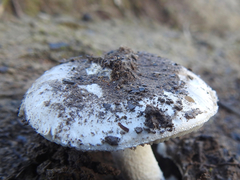 Amanita farinacea