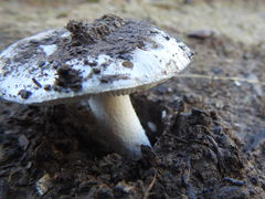 Amanita farinacea