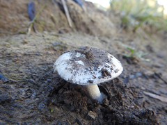 Amanita farinacea