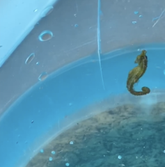 Hippocampus zosterae