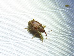 Lignyodes bischoffi