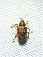 Lignyodes bischoffi