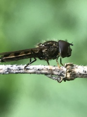 Platycheirus albimanus