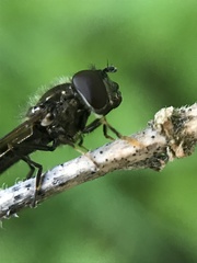 Platycheirus albimanus