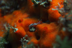 Facelinopsis marioni