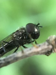 Platycheirus albimanus