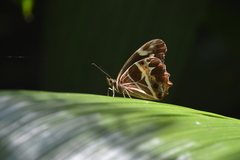 Oxeoschistus tauropolis tauropolis
