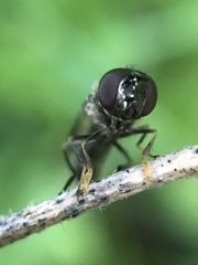 Platycheirus albimanus
