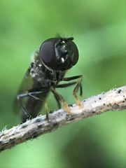 Platycheirus albimanus