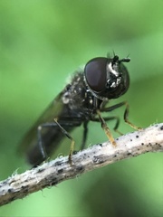 Platycheirus albimanus