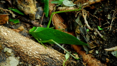 Stilpnochlora incisa
