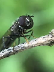 Platycheirus albimanus