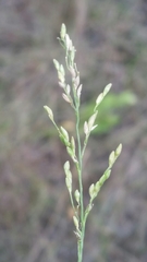 Dichanthelium pinetorum image