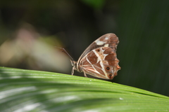 Oxeoschistus tauropolis tauropolis