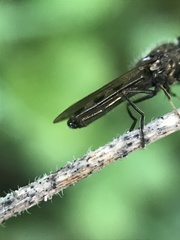 Platycheirus albimanus