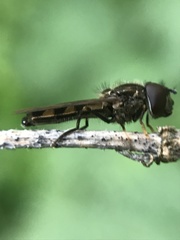 Platycheirus albimanus