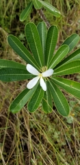 Plumeria tuberculata