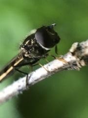 Platycheirus albimanus