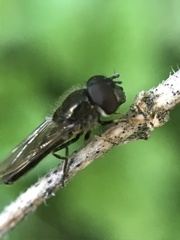 Platycheirus albimanus