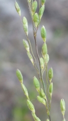 Dichanthelium pinetorum image