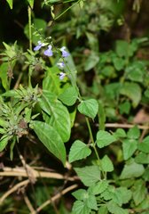 Salvia languidula