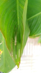 Conocephalus longipes
