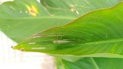 Conocephalus longipes