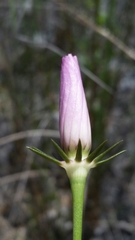 Sabatia decandra
