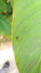Camponotus mus