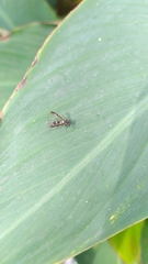 Polybia occidentalis
