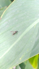 Polybia occidentalis