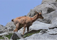 Rupicapra pyrenaica parva