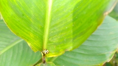 Harmonia axyridis