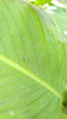 Dolichopodidae
