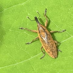 Lixus concavus