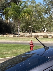 Pyrocephalus rubinus