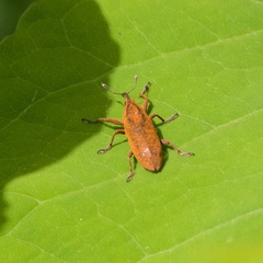 Lixus concavus