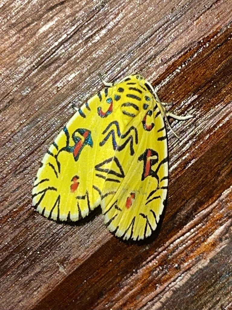 Pikachu Moth