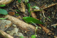 Stilpnochlora incisa