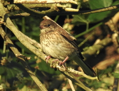 Junco hyemalis pinosus