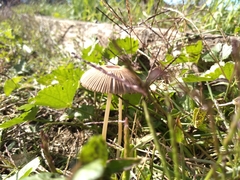 Agaricales