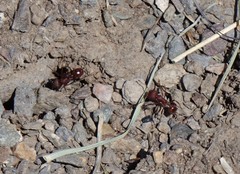 Pogonomyrmex occidentalis