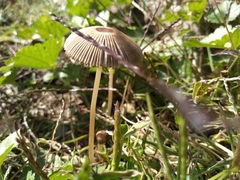 Agaricales