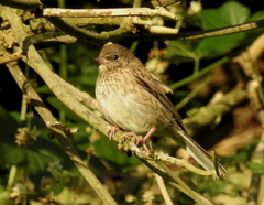Junco hyemalis pinosus