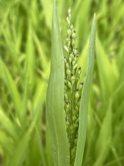 Urochloa ramosa